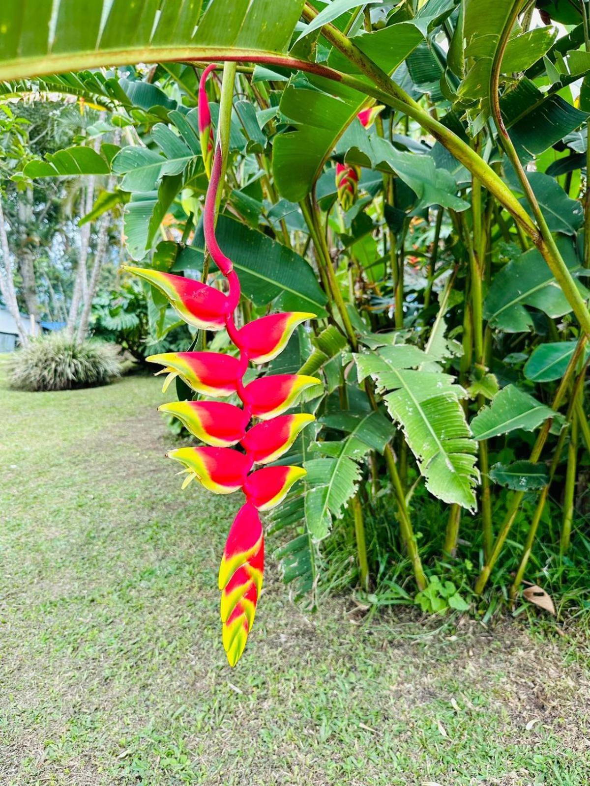 Finca Hotel El Eden Del Quindio Calarcá Eksteriør billede